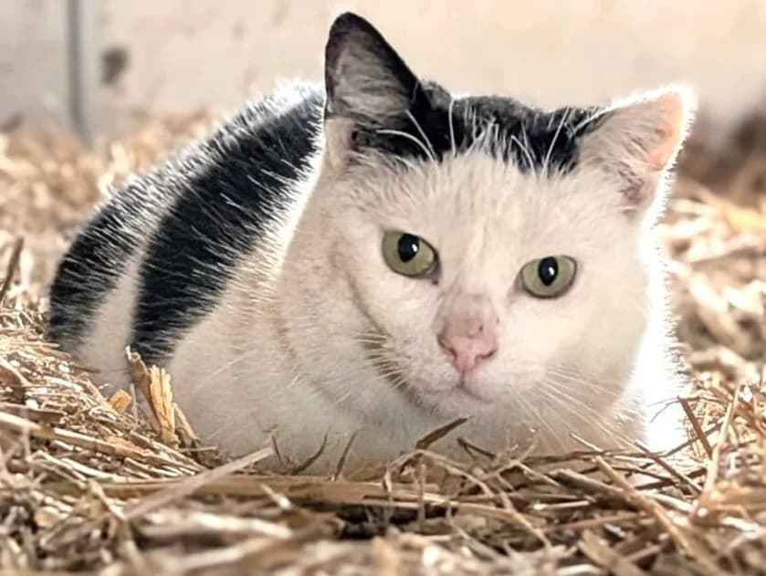Erbse (Freigänger), Mixed Breed for adoption at Tierschutzverein Sadelkow - Gnadenhof Sonnenschein e.V., Datzetal