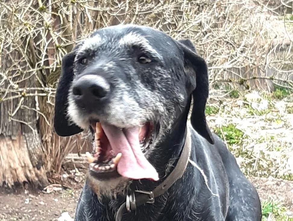 Drahthaar Lenox in PLZ 72411 sucht neues Zuhause!, male senior Mixed Breed for adoption at Tierschutzverein Sadelkow - Gnadenhof Sonnenschein e.V., Datzetal