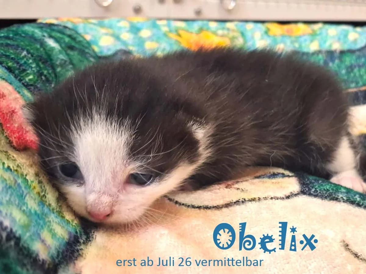 Obelix, Mixed Breed for adoption at Tierschutzverein Sadelkow - Gnadenhof Sonnenschein e.V., Datzetal