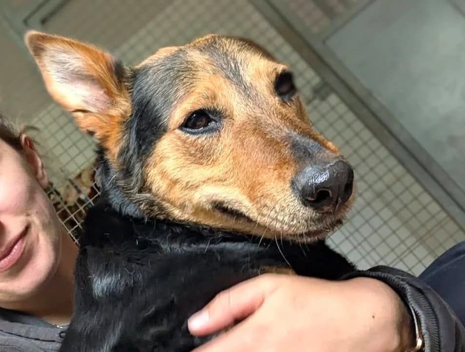 Pip –, male puppy Mixed Breed for adoption at Tierschutzverein Sadelkow - Gnadenhof Sonnenschein e.V., Datzetal