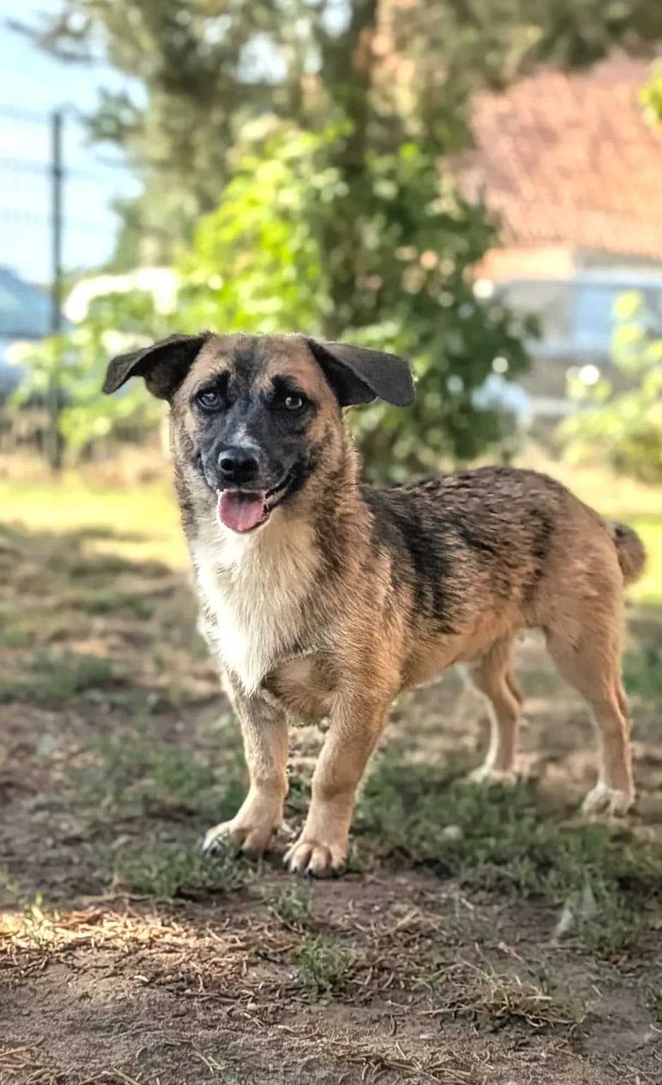 Leinen los für Pumpkin! 💞, Mixed Breed for adoption at Tierschutzverein Sadelkow - Gnadenhof Sonnenschein e.V., Datzetal