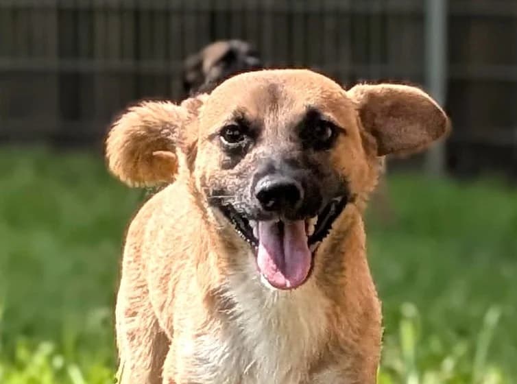 Cinnamon 💫, Mixed Breed for adoption at Tierschutzverein Sadelkow - Gnadenhof Sonnenschein e.V., Datzetal