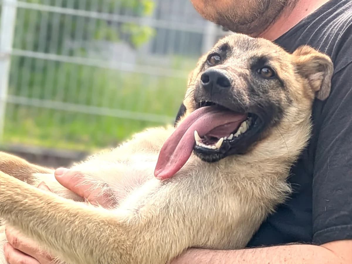Vanilla möchte die Welt entdecken, female Mixed Breed for adoption at Tierschutzverein Sadelkow - Gnadenhof Sonnenschein e.V., Datzetal