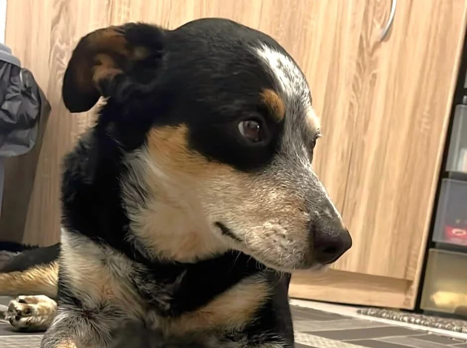 Joshi braucht „, male Mixed Breed for adoption at Tierschutzverein Sadelkow - Gnadenhof Sonnenschein e.V., Datzetal