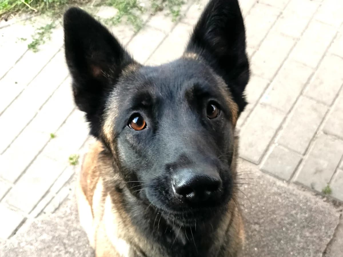 Eilt, male young German Shepherd for adoption at Tierschutzverein Sadelkow - Gnadenhof Sonnenschein e.V., Datzetal