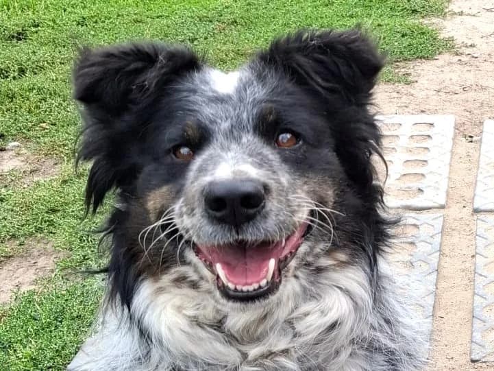 Gaga, female Mixed Breed for adoption at Tierschutzverein Sadelkow - Gnadenhof Sonnenschein e.V., Datzetal