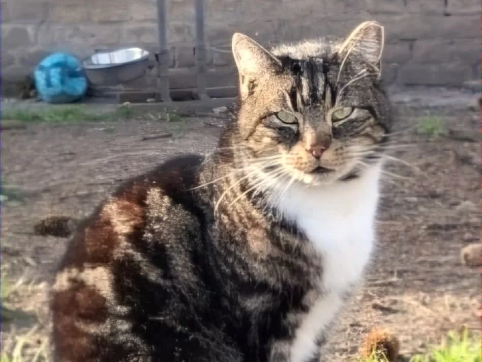 Samu (Freigänger), male young Mixed Breed for adoption at Tierschutzverein Sadelkow - Gnadenhof Sonnenschein e.V., Datzetal