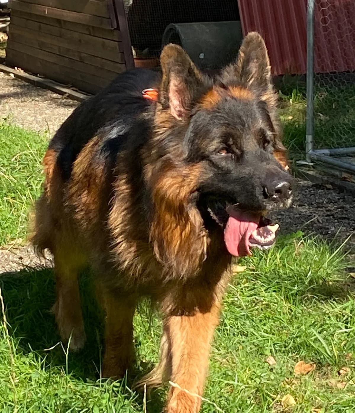 Apollo, male 5yo German Shepherd for adoption at Tierschutzverein Schorndorf, Schorndorf