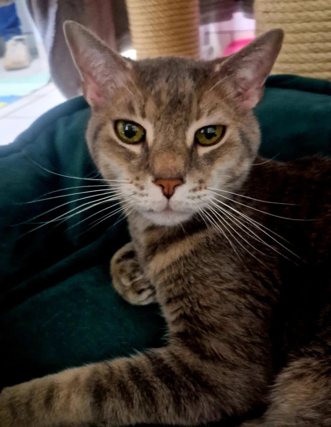 Balu, male European Shorthair for adoption at Tierschutzverein Schorndorf, Schorndorf