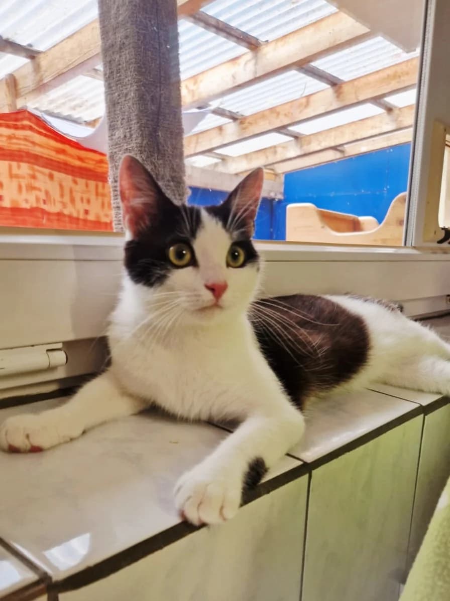Barny, male European Shorthair for adoption at Tierschutzverein Schorndorf, Schorndorf