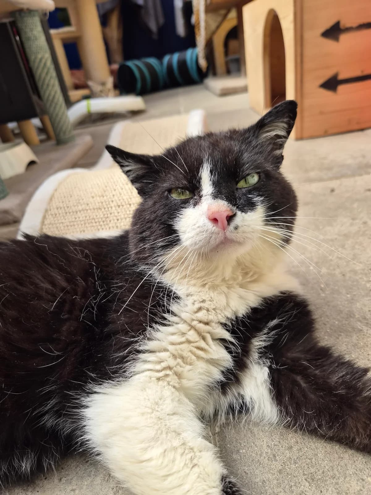 Charly, male European Shorthair for adoption at Tierschutzverein Schorndorf, Schorndorf