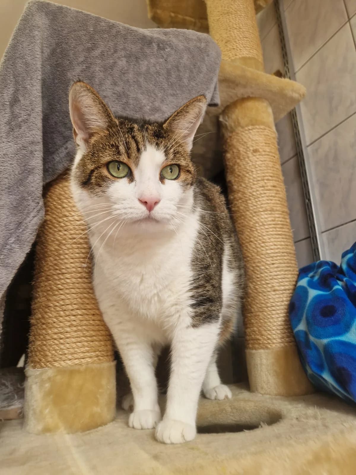Eddi, male senior European Shorthair for adoption at Tierschutzverein Schorndorf, Schorndorf