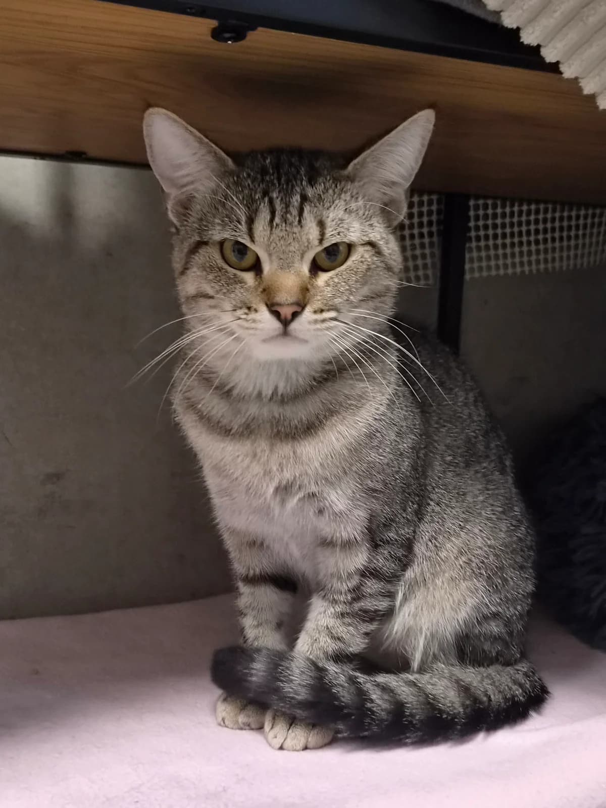 Elvis, male European Shorthair for adoption at Tierschutzverein Schorndorf, Schorndorf