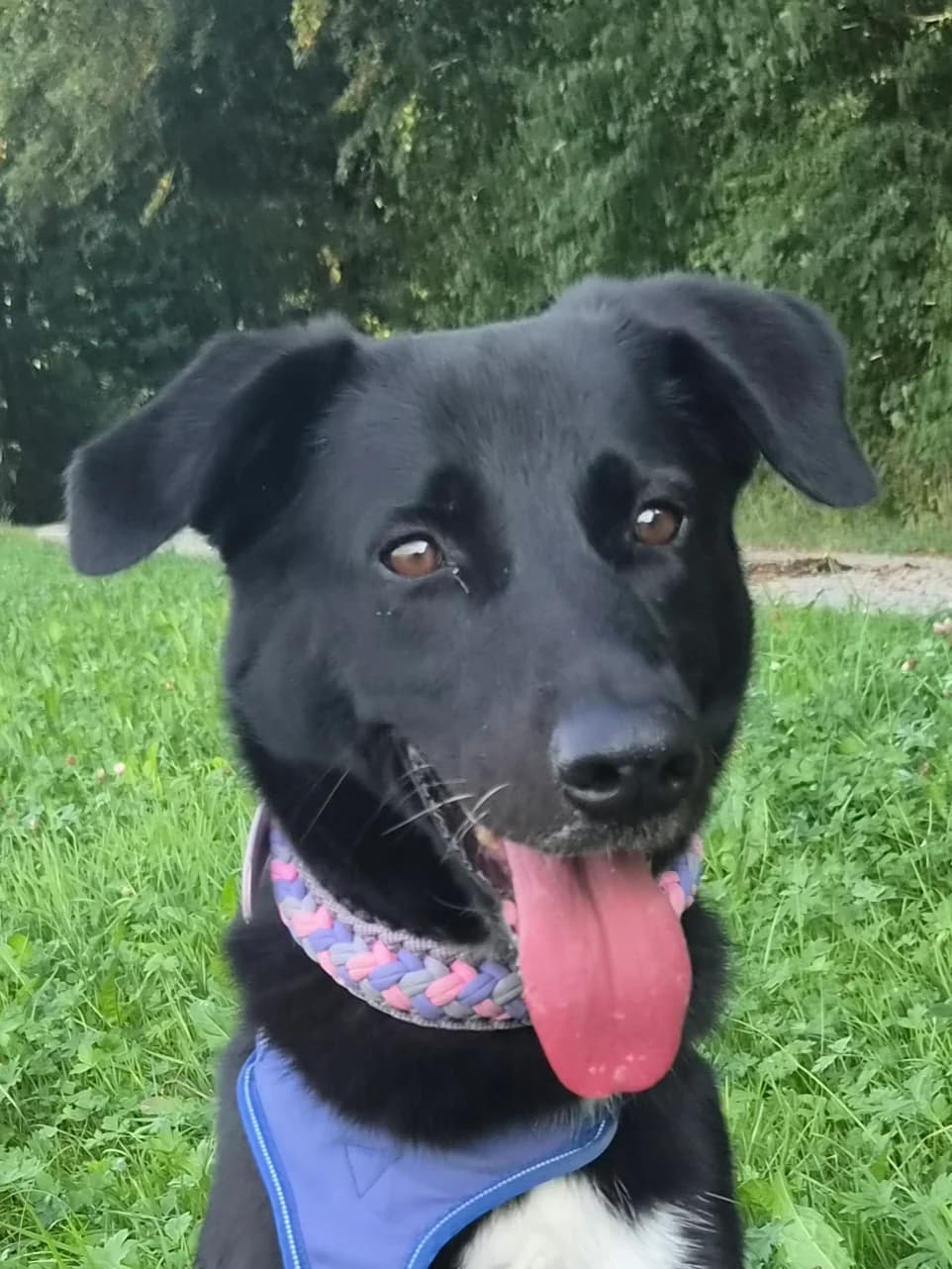 Emma, female 6yo Mixed Breed for adoption at Tierschutzverein Schorndorf, Schorndorf