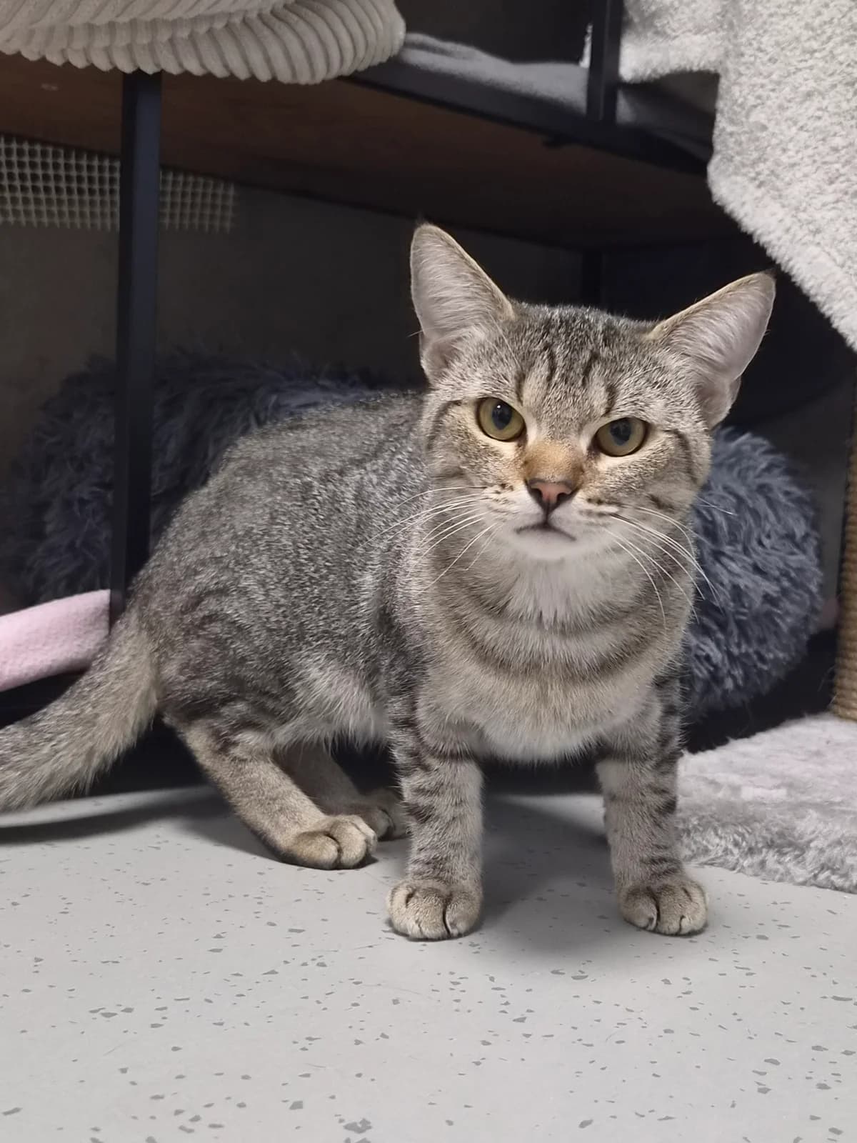 Freddy, male European Shorthair for adoption at Tierschutzverein Schorndorf, Schorndorf
