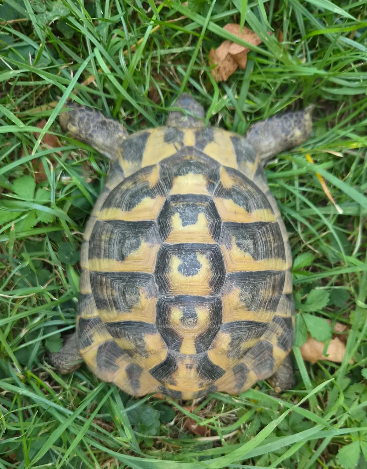 Fritzi, male mixed breed for adoption at Tierschutzverein Schorndorf, Schorndorf