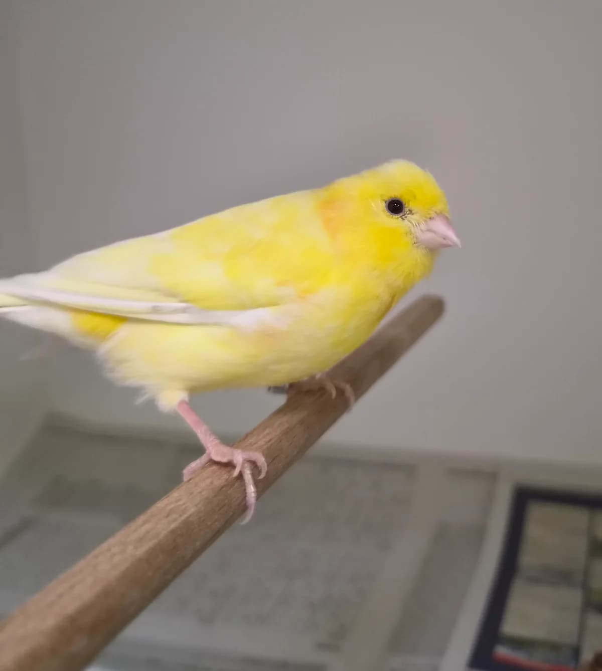 Fund Kanarienvogel, mixed breed for adoption at Tierschutzverein Schorndorf, Schorndorf