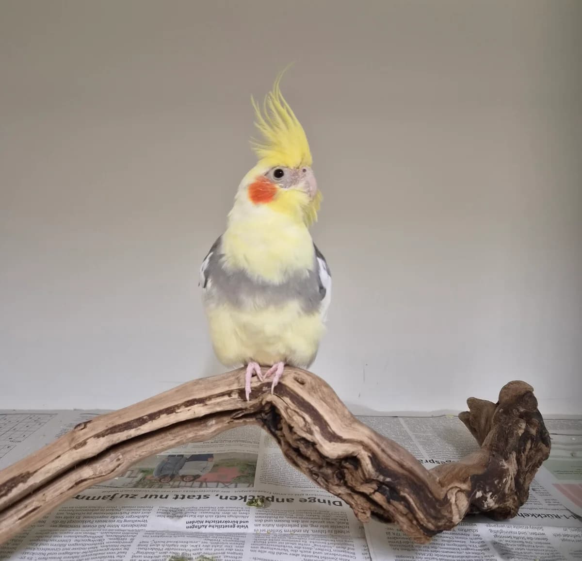 Fund Nymphensittich, mixed breed for adoption at Tierschutzverein Schorndorf, Schorndorf