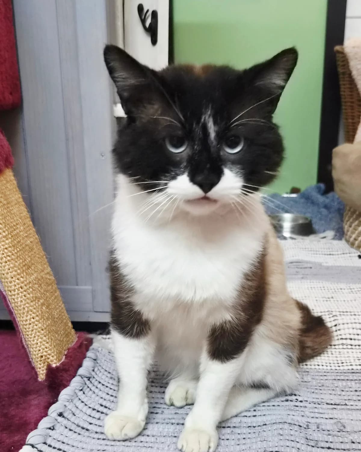 Bruno (reserviert), male European Shorthair for adoption at Tierschutzverein Schorndorf, Schorndorf