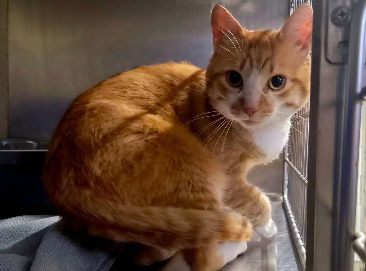 Fundkater, male European Shorthair for adoption at Tierschutzverein Schorndorf, Schorndorf