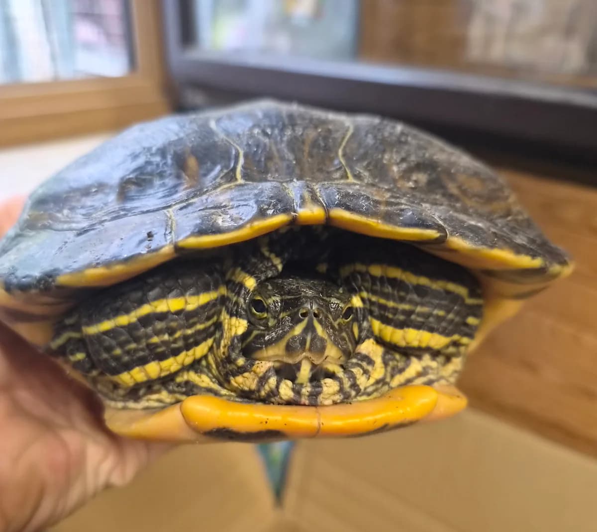Fundschildkröte, mixed breed for adoption at Tierschutzverein Schorndorf, Schorndorf