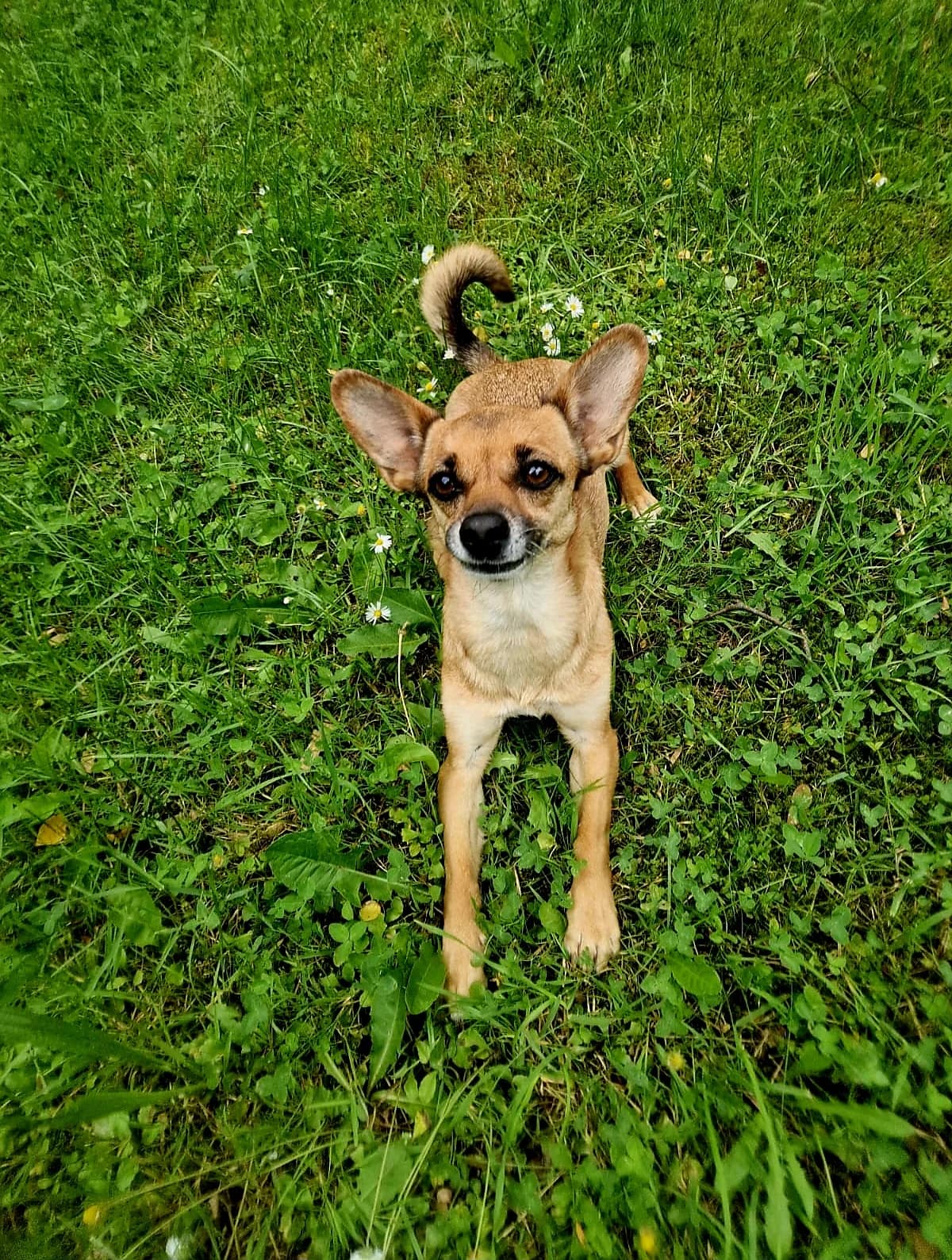 Haily (reserviert), female mixed breed for adoption at Tierschutzverein Schorndorf, Schorndorf