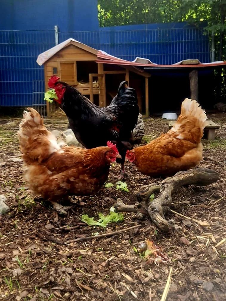 Hektor, Helena und Helga, male mixed breed for adoption at Tierschutzverein Schorndorf, Schorndorf