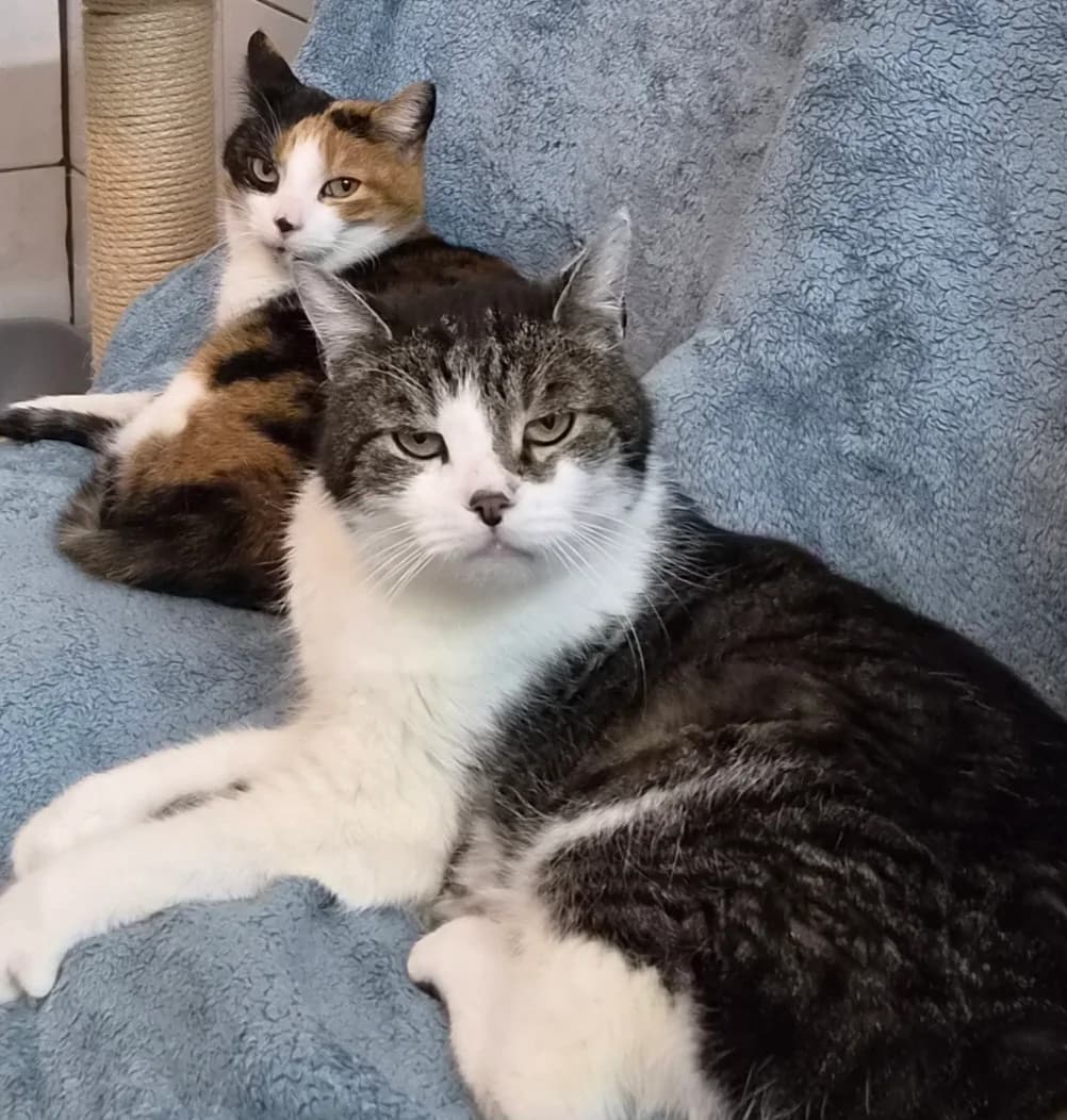 Kathi und Jerry, male European Shorthair for adoption at Tierschutzverein Schorndorf, Schorndorf