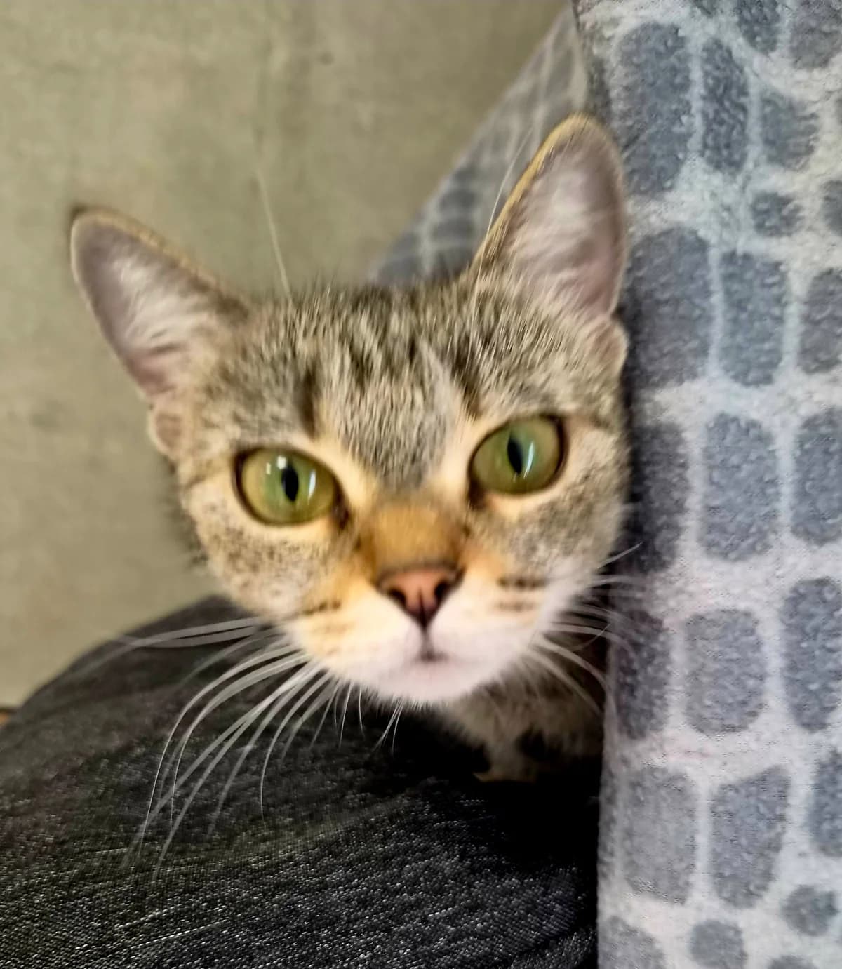 Kimi, female European Shorthair for adoption at Tierschutzverein Schorndorf, Schorndorf