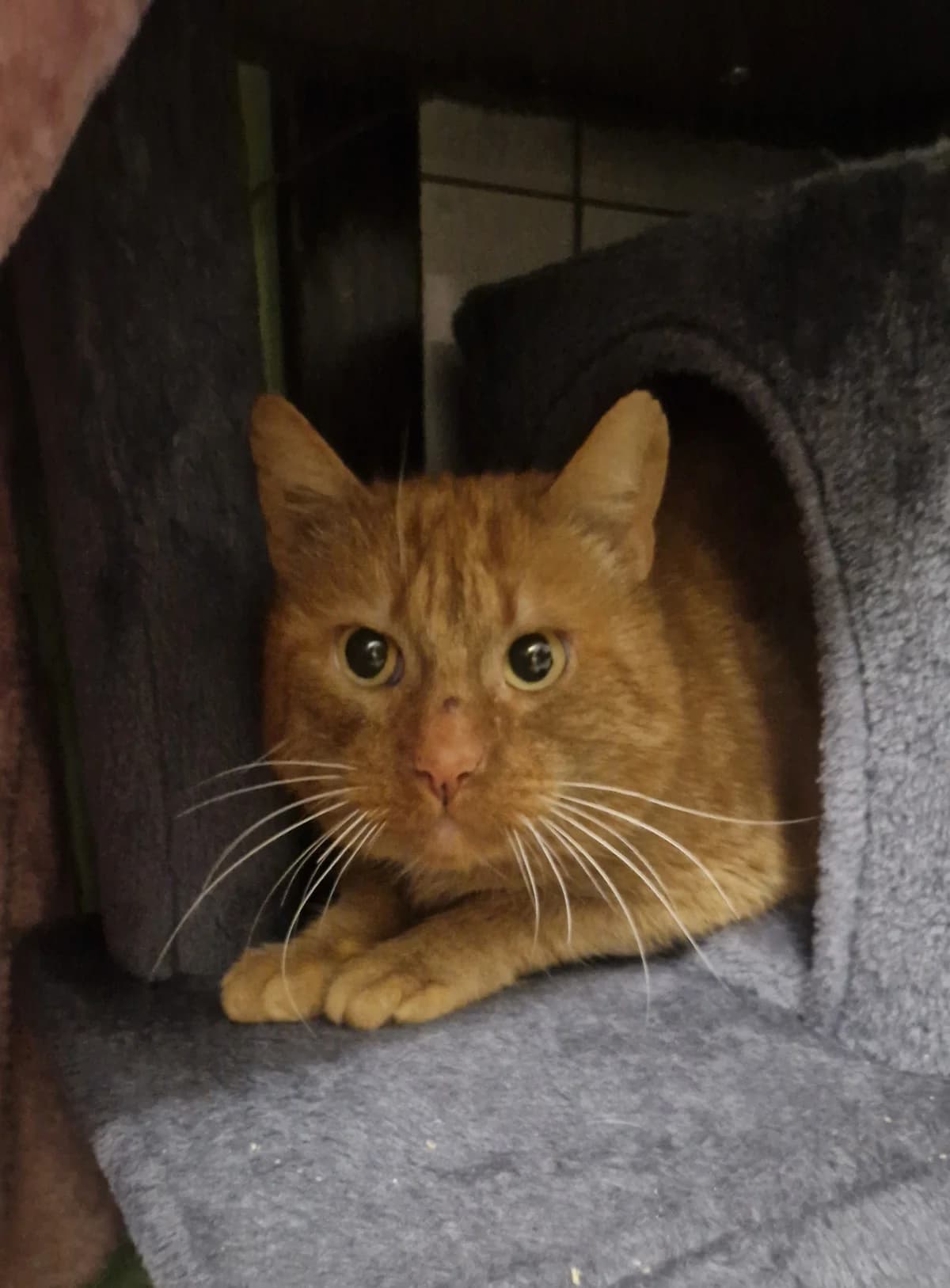 Maddin, male European Shorthair for adoption at Tierschutzverein Schorndorf, Schorndorf
