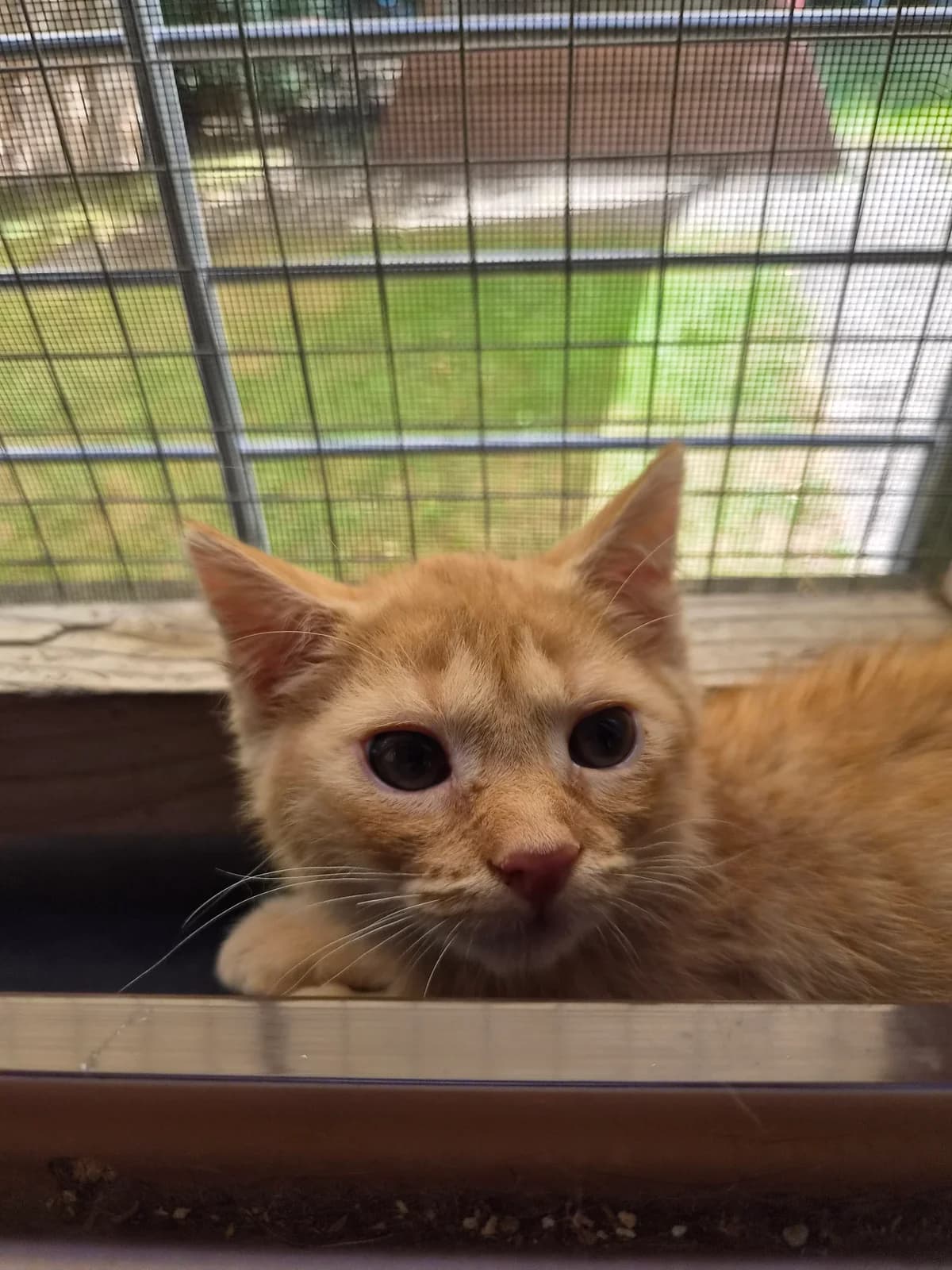Marcel, male puppy European Shorthair for adoption at Tierschutzverein Schorndorf, Schorndorf
