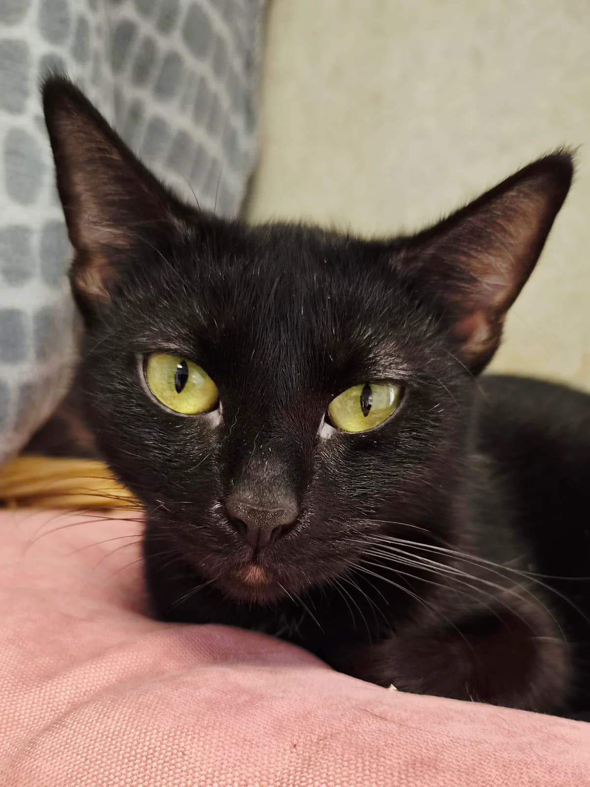 Melissa, female European Shorthair for adoption at Tierschutzverein Schorndorf, Schorndorf