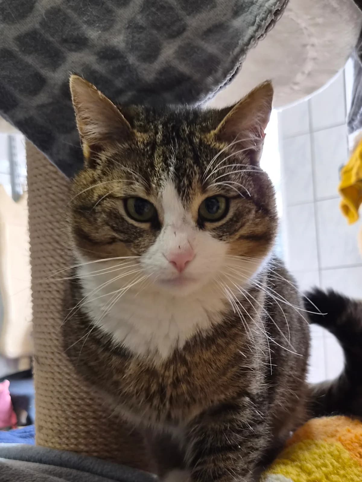 Monty, male European Shorthair for adoption at Tierschutzverein Schorndorf, Schorndorf