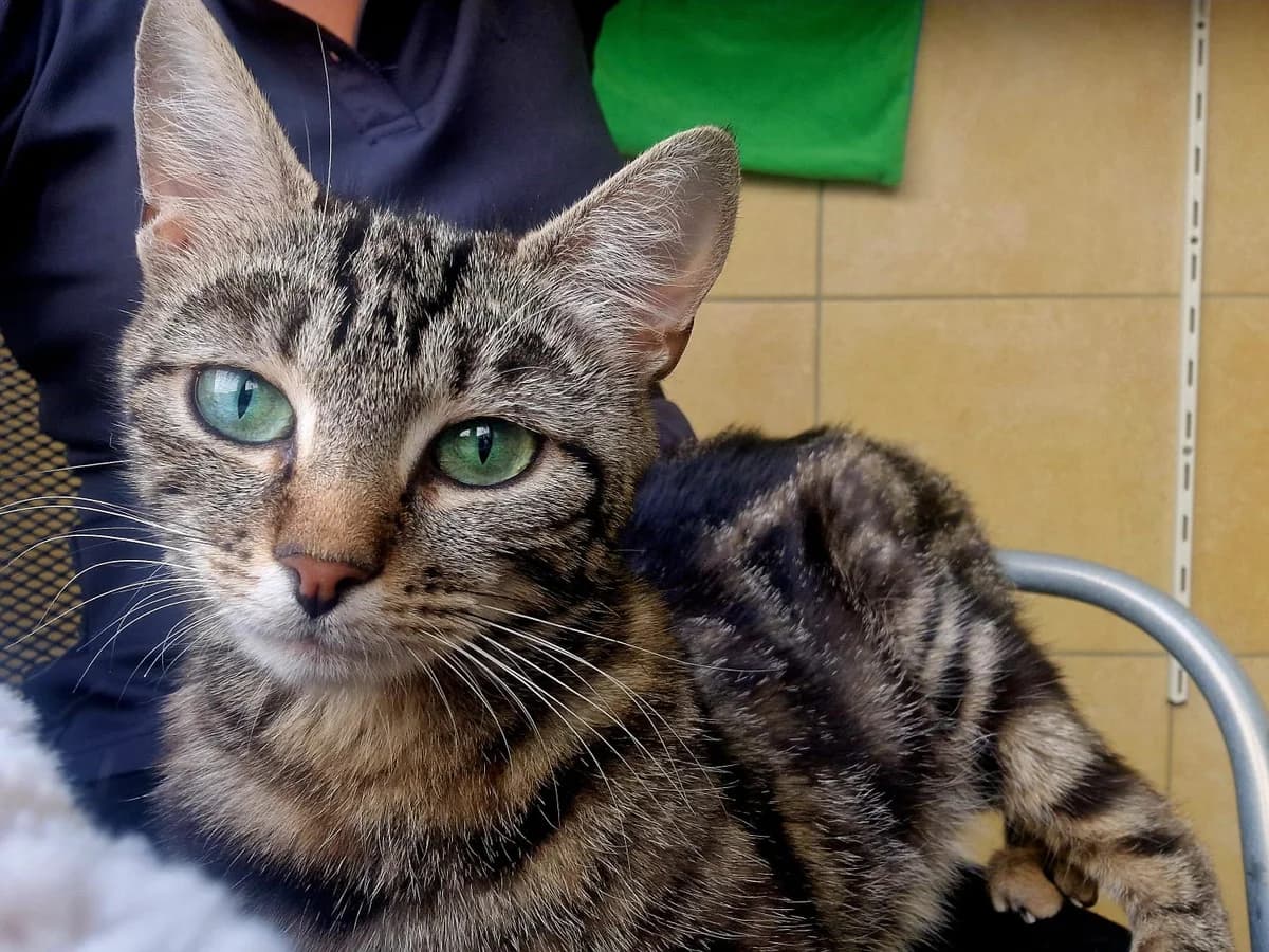 Oliv, female puppy European Shorthair for adoption at Tierschutzverein Schorndorf, Schorndorf