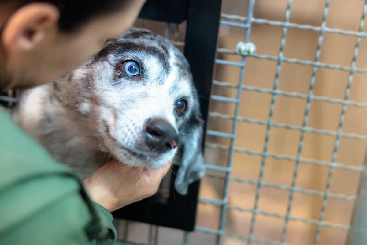 Tayo, male senior Australian Shepherd for adoption at Tierschutzverein Schorndorf, Schorndorf