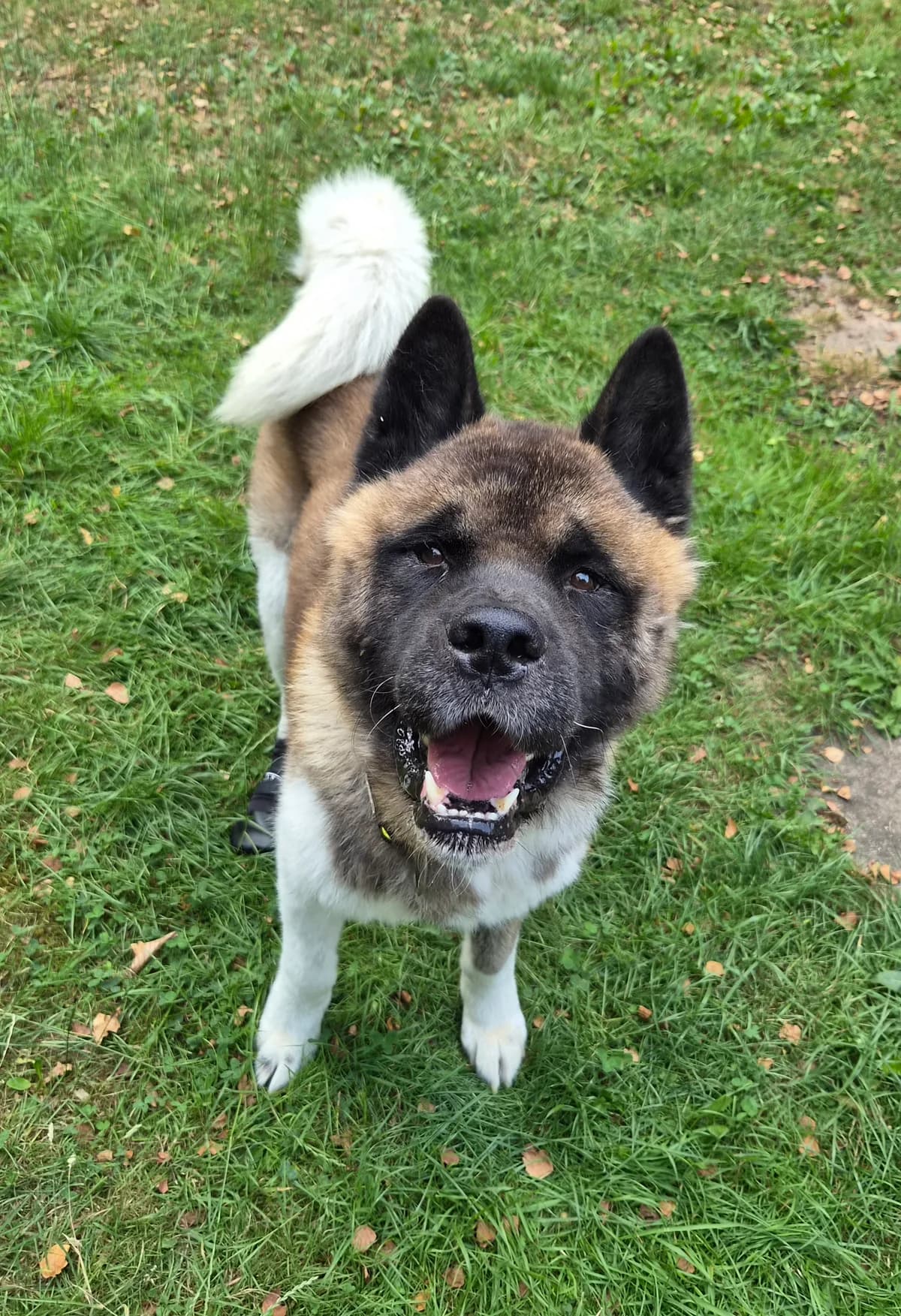 Yuki, male Akita for adoption at Tierschutzverein Schorndorf, Schorndorf