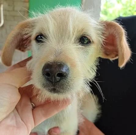 Momme (vermittelt), male 5yo Mixed Breed for adoption at Tierschutzverein Second Chance Dogs e.V., Zornheim