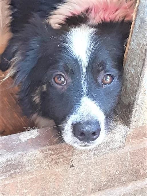 Kejo (vermittelt), male 5yo Mixed Breed for adoption at Tierschutzverein Second Chance Dogs e.V., Zornheim