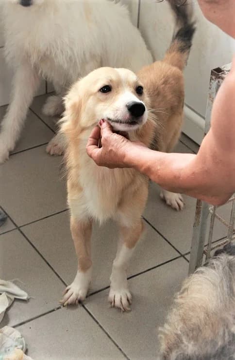 Lionel (vermittelt), male 5yo Mixed Breed for adoption at Tierschutzverein Second Chance Dogs e.V., Zornheim