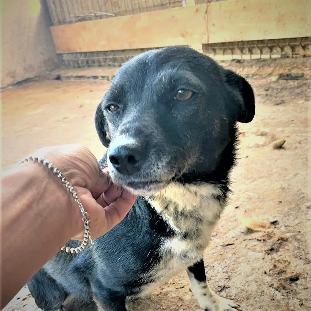 Irmie (vermittelt), female senior Mixed Breed for adoption at Tierschutzverein Second Chance Dogs e.V., Zornheim