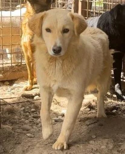 Tiffa, female 6yo Mixed Breed for adoption at Tierschutzverein Second Chance Dogs e.V., Zornheim