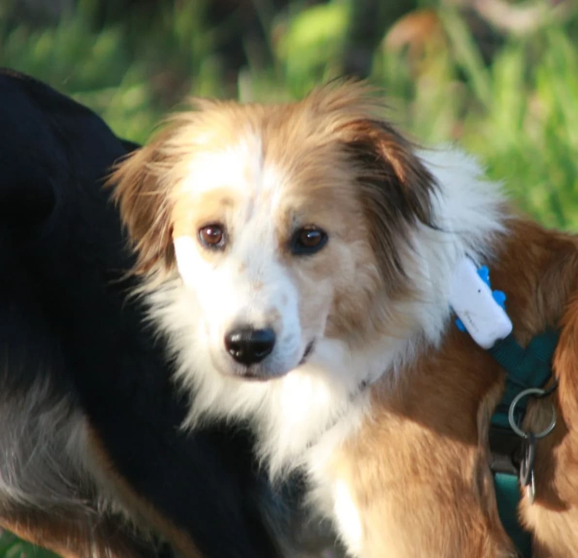 Madlen (vermittelt), female senior Mixed Breed for adoption at Tierschutzverein Second Chance Dogs e.V., Zornheim