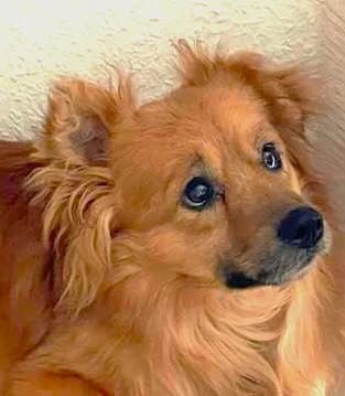 Gordi (vermittelt), male senior Mixed Breed for adoption at Tierschutzverein Second Chance Dogs e.V., Zornheim