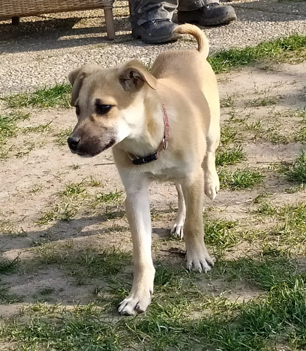 Nyima (vermittelt), female Mixed Breed for adoption at Tierschutzverein Second Chance Dogs e.V.