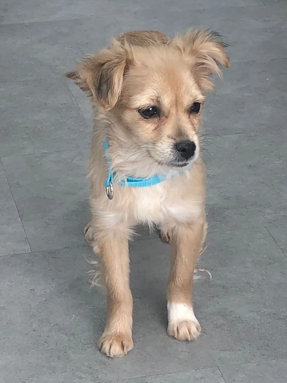 Quinni (vermittelt), female Mixed Breed for adoption at Tierschutzverein Second Chance Dogs e.V.