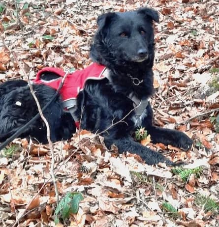 Amba (vermittelt), female senior Mixed Breed for adoption at Tierschutzverein Second Chance Dogs e.V., Zornheim