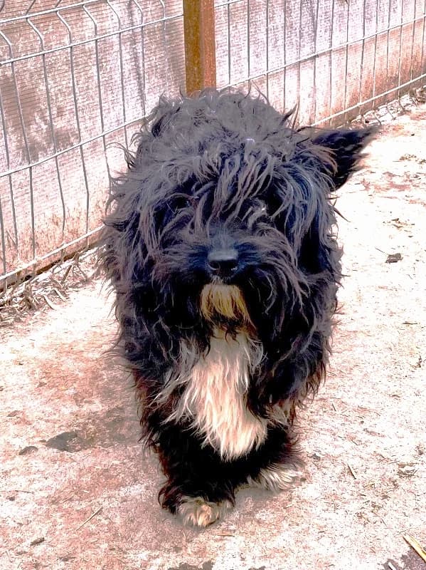 Elia (vermittelt), female Mixed Breed for adoption at Tierschutzverein Second Chance Dogs e.V.