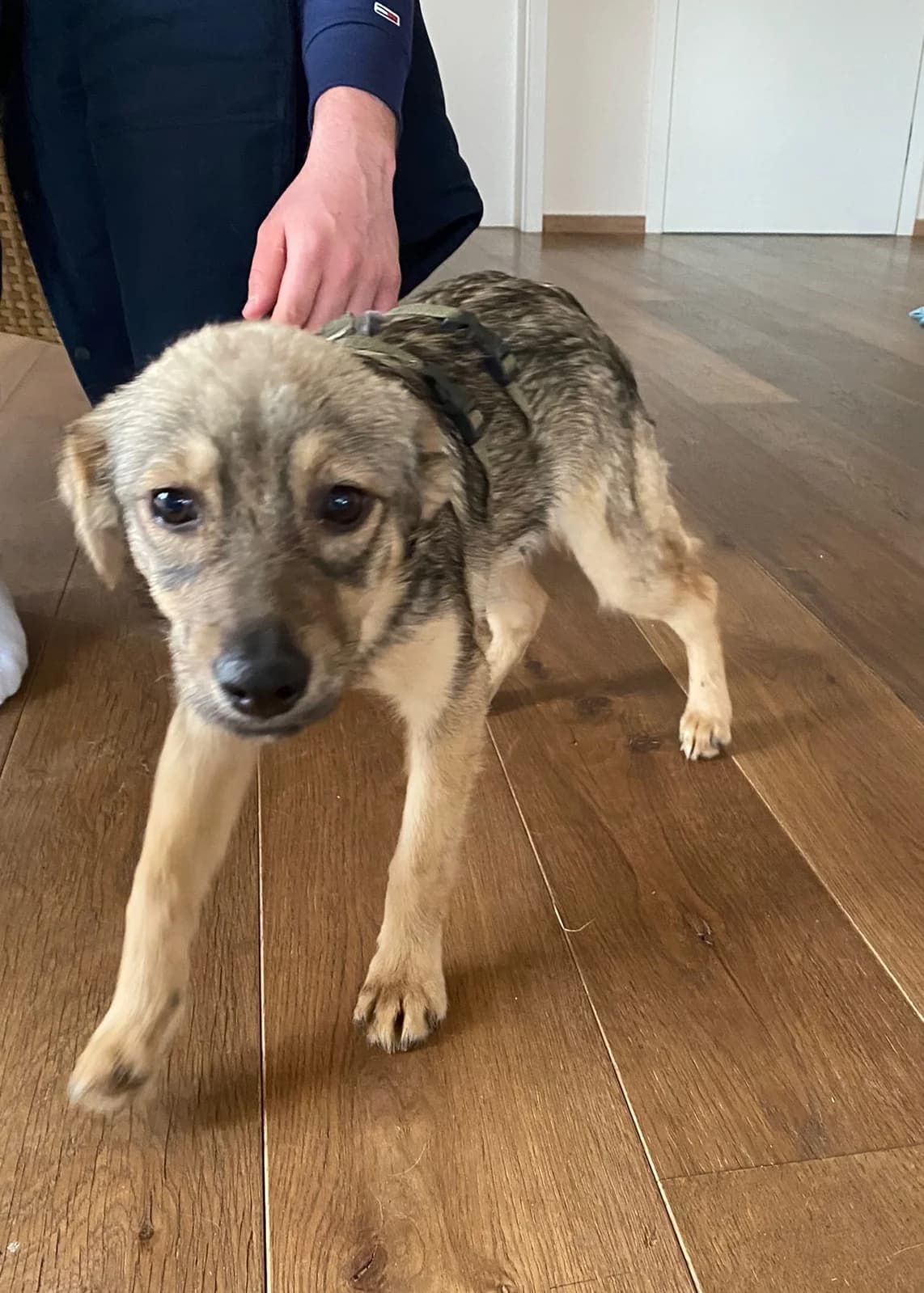 Nia (vermittelt), female Mixed Breed for adoption at Tierschutzverein Second Chance Dogs e.V.