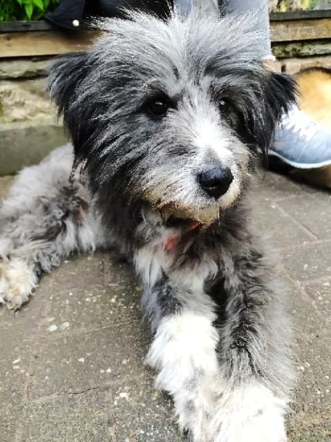 Tanita (vermittelt), female Mixed Breed for adoption at Tierschutzverein Second Chance Dogs e.V.