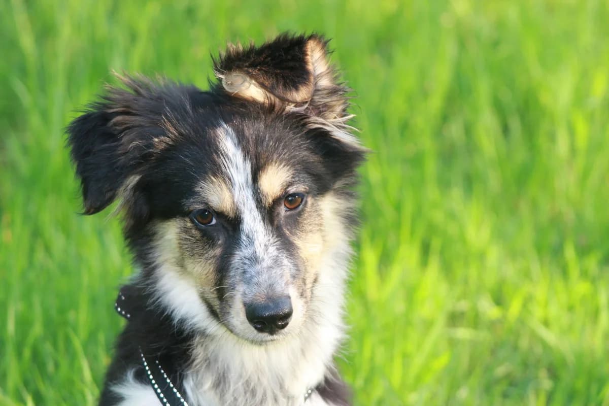 Chesma (vermittelt), female Mixed Breed for adoption at Tierschutzverein Second Chance Dogs e.V.